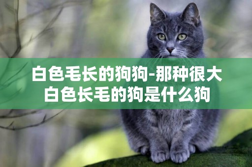 白色毛長的狗狗-那種很大白色長毛的狗是什么狗