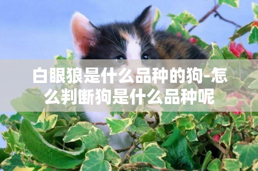 白眼狼是什么品種的狗-怎么判斷狗是什么品種呢