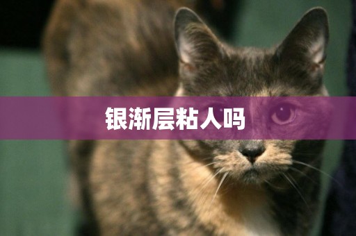 銀漸層粘人嗎 