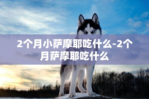 2個月小薩摩耶吃什么-2個月薩摩耶吃什么
