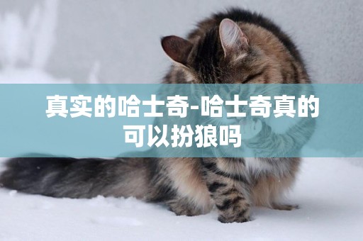 真實的哈士奇-哈士奇真的可以扮狼嗎