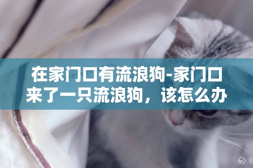 在家門口有流浪狗-家門口來了一只流浪狗，該怎么辦