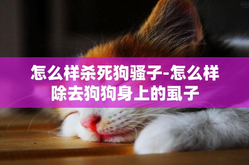 怎么樣殺死狗騷子-怎么樣除去狗狗身上的虱子