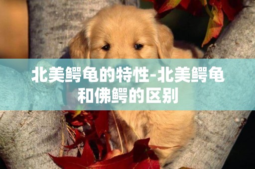 北美鱷龜的特性-北美鱷龜和佛鱷的區別