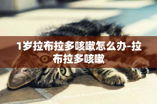 1歲拉布拉多咳嗽怎么辦-拉布拉多咳嗽