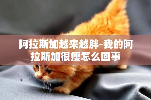 阿拉斯加越來越胖-我的阿拉斯加很瘦怎么回事