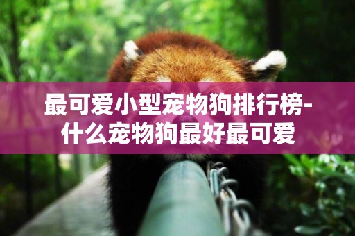 最可愛小型寵物狗排行榜-什么寵物狗最好最可愛