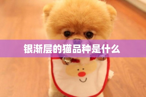 銀漸層的貓品種是什么 