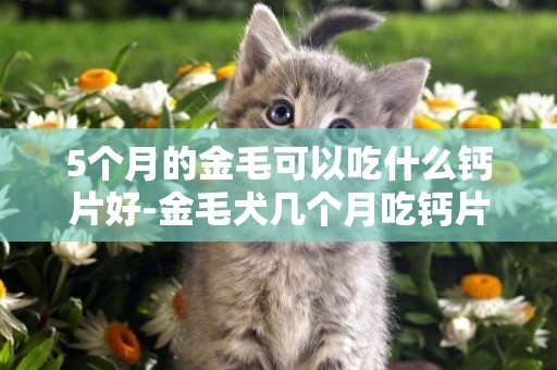 5個月的金毛可以吃什么鈣片好-金毛犬幾個月吃鈣片