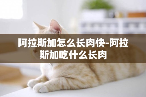 阿拉斯加怎么長肉快-阿拉斯加吃什么長肉