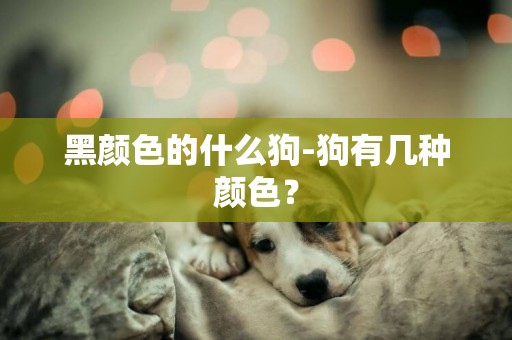 黑顏色的什么狗-狗有幾種顏色？