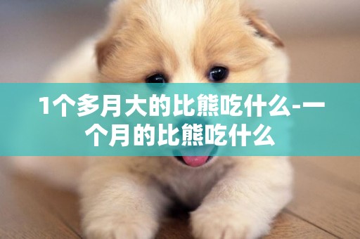 1個多月大的比熊吃什么-一個月的比熊吃什么