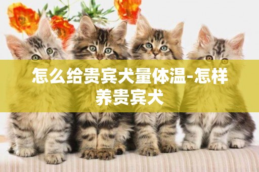 怎么給貴賓犬量體溫-怎樣養貴賓犬