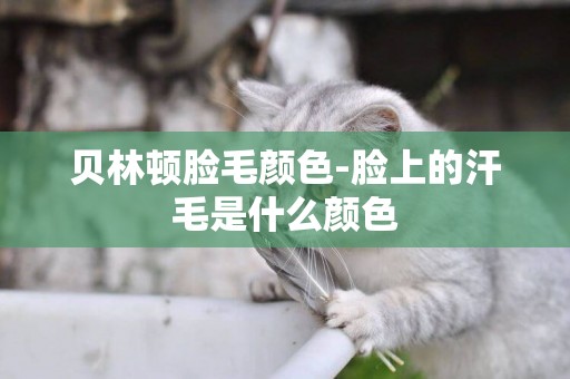 貝林頓臉毛顏色-臉上的汗毛是什么顏色
