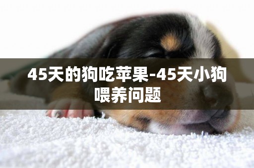 45天的狗吃蘋果-45天小狗喂養問題