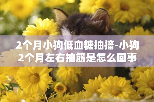 2個月小狗低血糖抽搐-小狗2個月左右抽筋是怎么回事