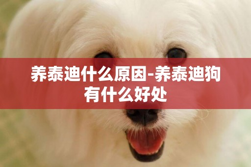 養泰迪什么原因-養泰迪狗有什么好處