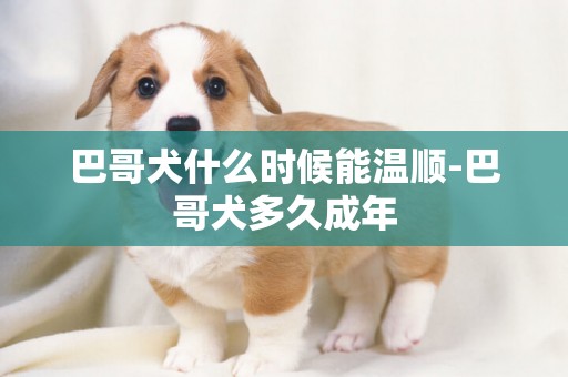 巴哥犬什么時候能溫順-巴哥犬多久成年