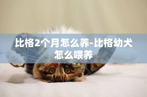 比格2個月怎么養-比格幼犬怎么喂養