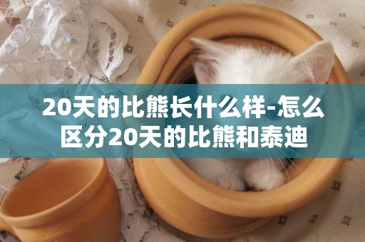 20天的比熊長什么樣-怎么區分20天的比熊和泰迪