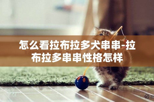 怎么看拉布拉多犬串串-拉布拉多串串性格怎樣