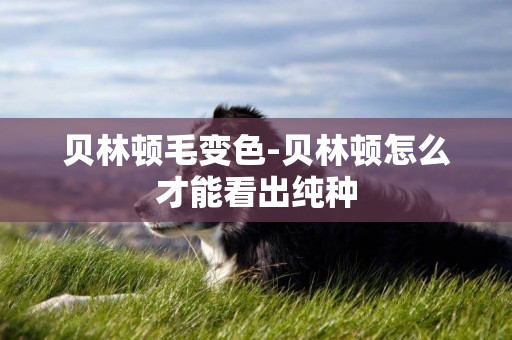 貝林頓毛變色-貝林頓怎么才能看出純種