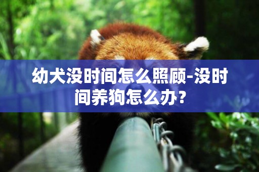 幼犬沒時間怎么照顧-沒時間養狗怎么辦？