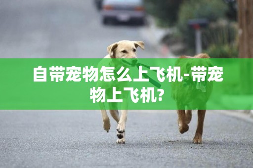 自帶寵物怎么上飛機-帶寵物上飛機?