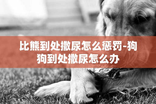 比熊到處撒尿怎么懲罰-狗狗到處撒尿怎么辦