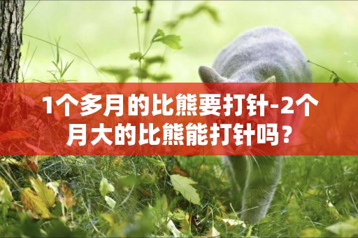 1個多月的比熊要打針-2個月大的比熊能打針嗎？