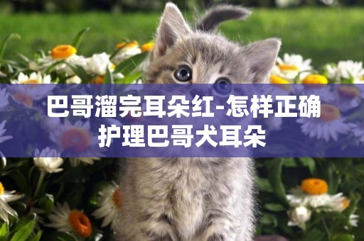 巴哥溜完耳朵紅-怎樣正確護理巴哥犬耳朵
