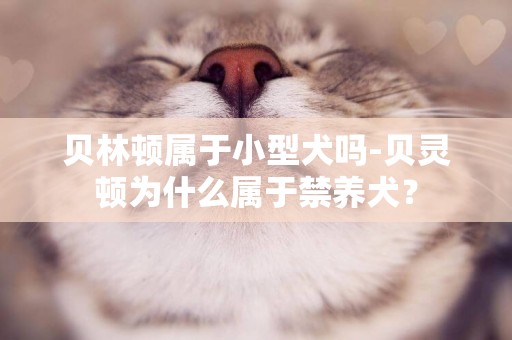 貝林頓屬于小型犬嗎-貝靈頓為什么屬于禁養犬？