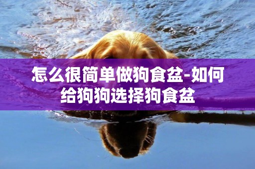 怎么很簡單做狗食盆-如何給狗狗選擇狗食盆