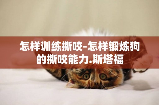 怎樣訓練撕咬-怎樣鍛煉狗的撕咬能力.斯塔福