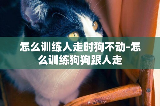 怎么訓練人走時狗不動-怎么訓練狗狗跟人走