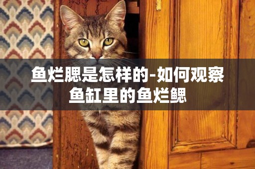 魚爛腮是怎樣的-如何觀察魚缸里的魚爛鰓