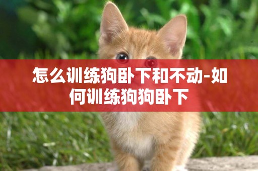 怎么訓練狗臥下和不動-如何訓練狗狗臥下