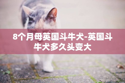 8個月母英國斗牛犬-英國斗牛犬多久頭變大