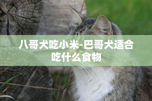 八哥犬吃小米-巴哥犬適合吃什么食物
