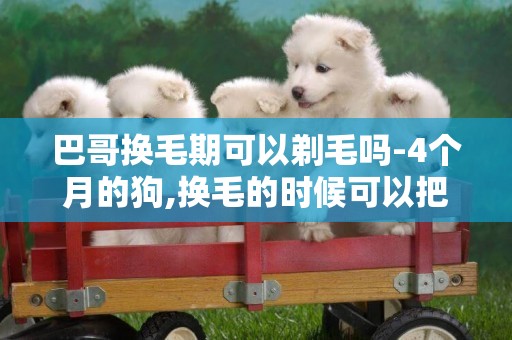 巴哥換毛期可以剃毛嗎-4個月的狗,換毛的時候可以把毛剃了嗎?
