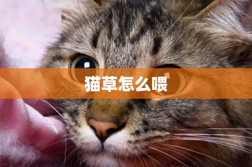 貓草怎么喂