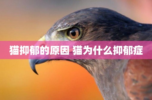 貓抑郁的原因 貓為什么抑郁癥