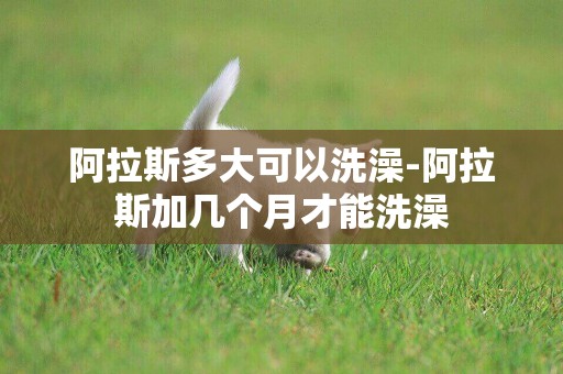 阿拉斯多大可以洗澡-阿拉斯加幾個月才能洗澡