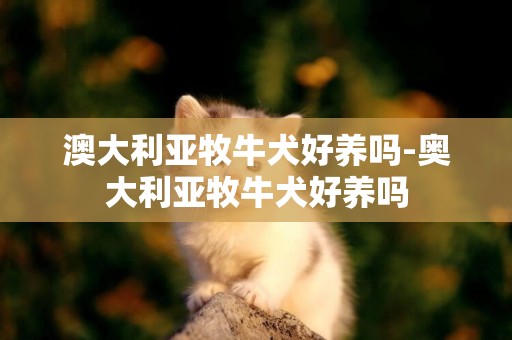 澳大利亞牧牛犬好養嗎-奧大利亞牧牛犬好養嗎