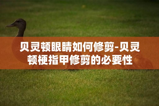 貝靈頓眼睛如何修剪-貝靈頓梗指甲修剪的必要性