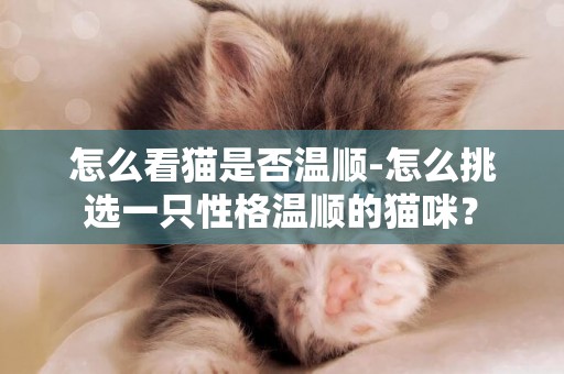 怎么看貓是否溫順-怎么挑選一只性格溫順的貓咪？