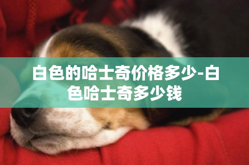 白色的哈士奇價格多少-白色哈士奇多少錢