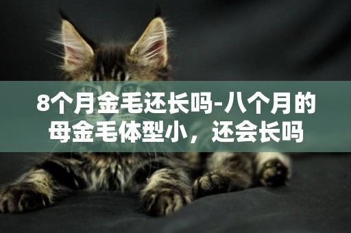 8個月金毛還長嗎-八個月的母金毛體型小，還會長嗎