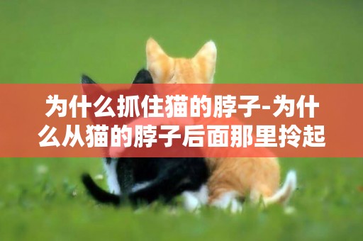 為什么抓住貓的脖子-為什么從貓的脖子后面那里拎起來，貓會很乖呢