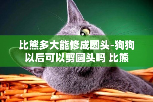 比熊多大能修成圓頭-狗狗以后可以剪圓頭嗎 比熊